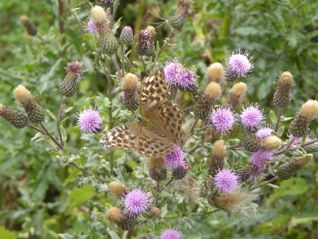 Conferma determinazione: Argynnis (Argynnis) paphia f. valesina